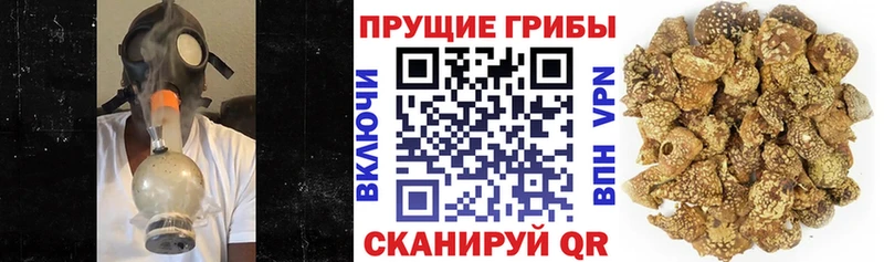 Псилоцибиновые грибы мицелий  что такое   Вихоревка 